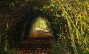 Defined Greenery with Natural Art