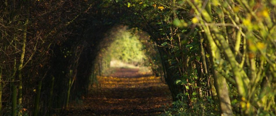 Defined Greenery with Natural Art